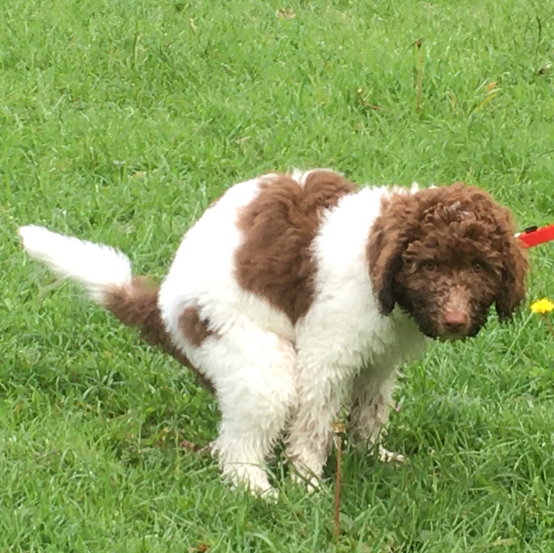 puppy welkom opvoeding_BASIS