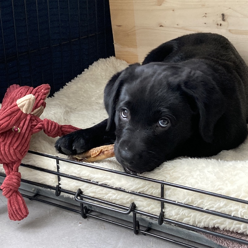 puppy welkom opvoeding_PLUS