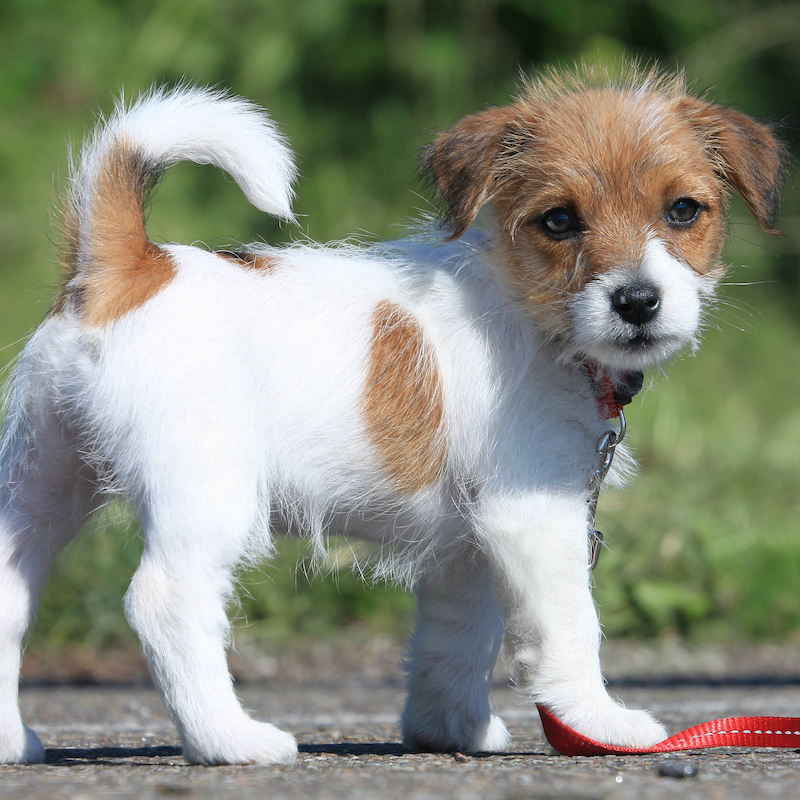 puppy welkom training_PLUS