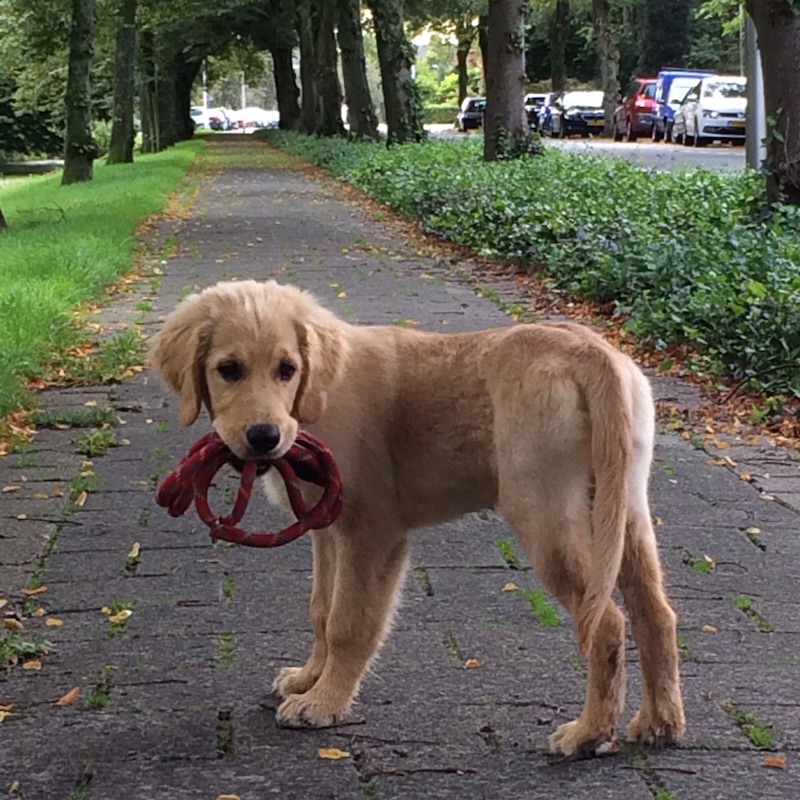 puppy welkom training_PRO